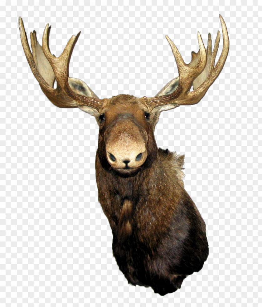 Deer Moose Red Elk PNG