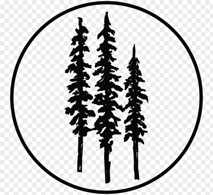 Tree Spruce Redwood National And State Parks Coast Drawing PNG