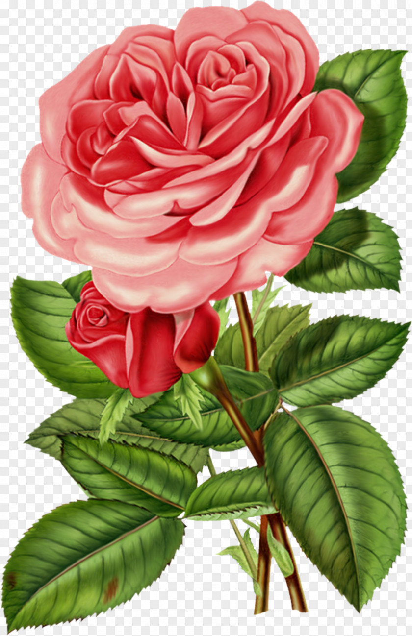 Artwork Rose Flower Antique Printing Clip Art PNG
