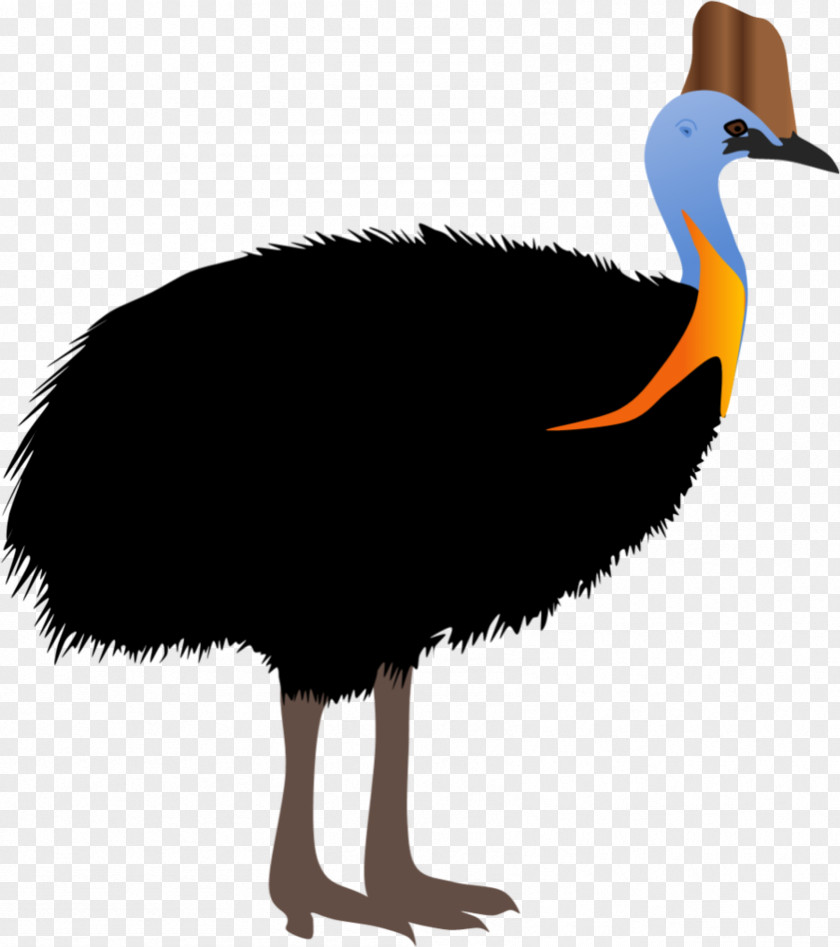 Bird Common Ostrich Southern Cassowary Weltvogelpark Walsrode Northern PNG