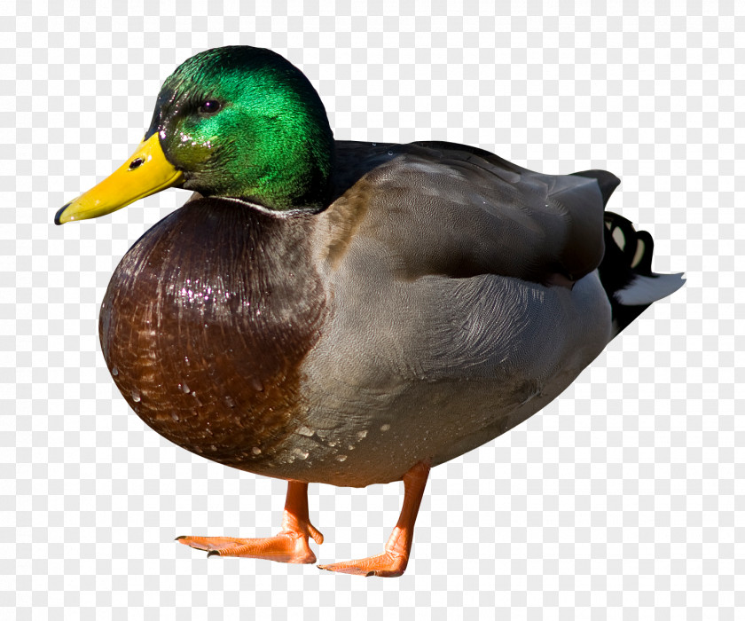 Duck Mallard Sticker PNG