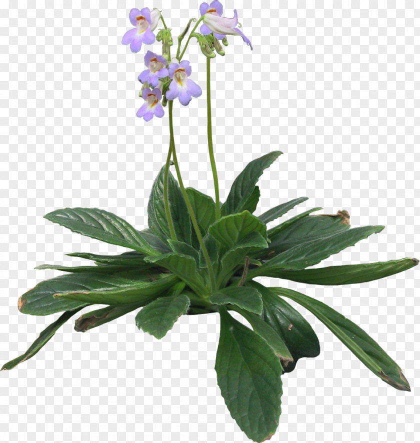 Pot Plant Herbalism Bellflower Violet Herbaceous PNG