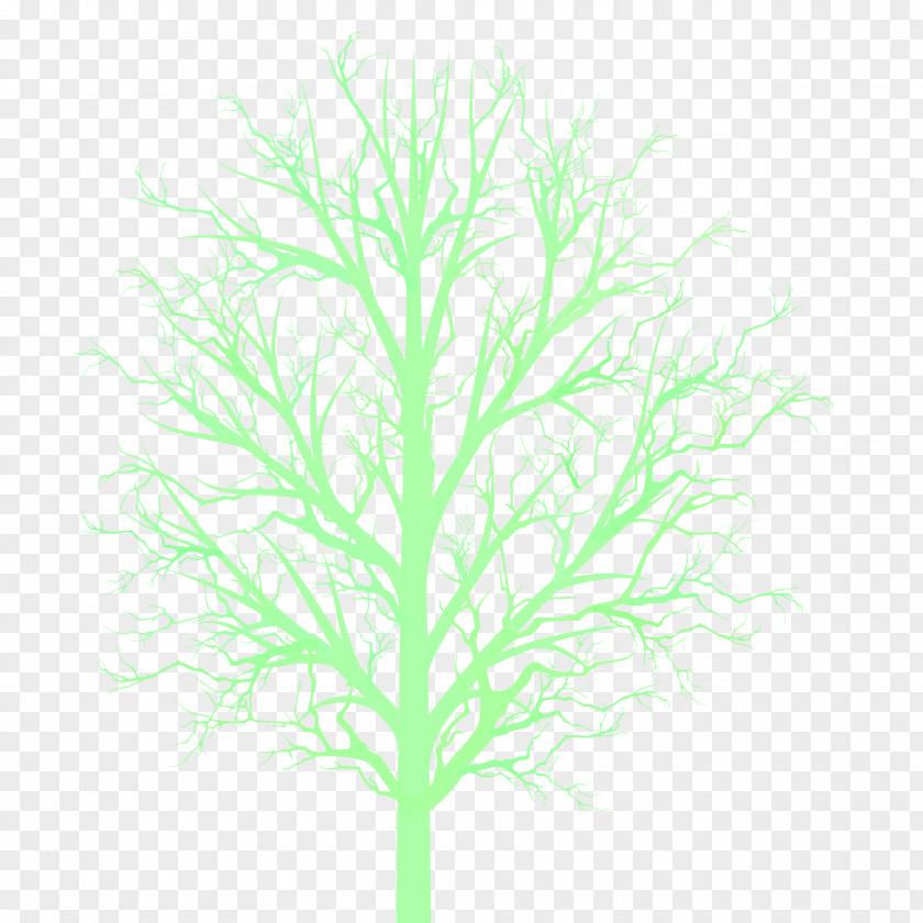 Tree Branch Woody Plant Stem PNG