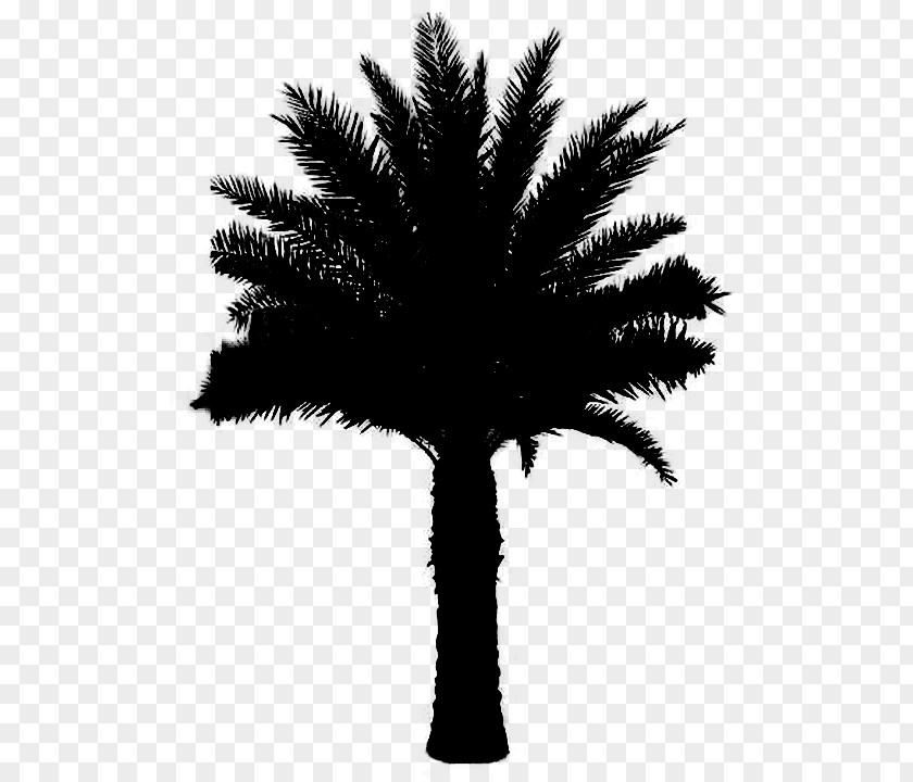 M Date Palm Leaf Silhouette Asian Palmyra Black & White PNG