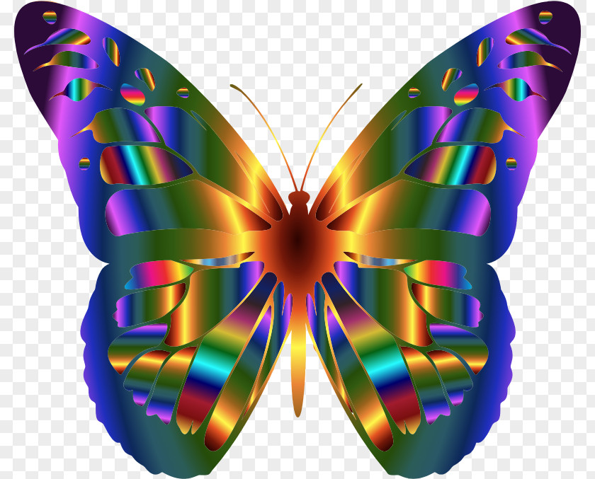 Colorful Butterfly Monarch Insect National Center Clip Art PNG