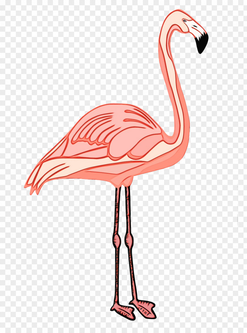 Flamingo PNG