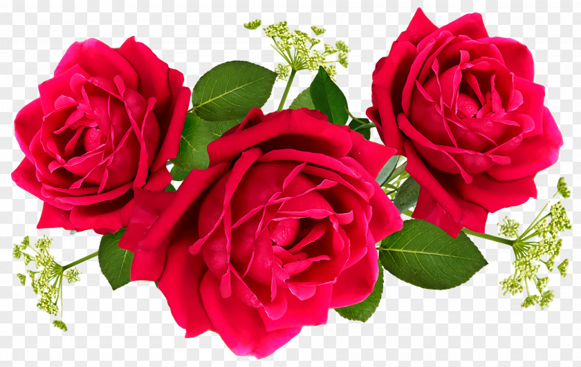 Garden Roses PNG