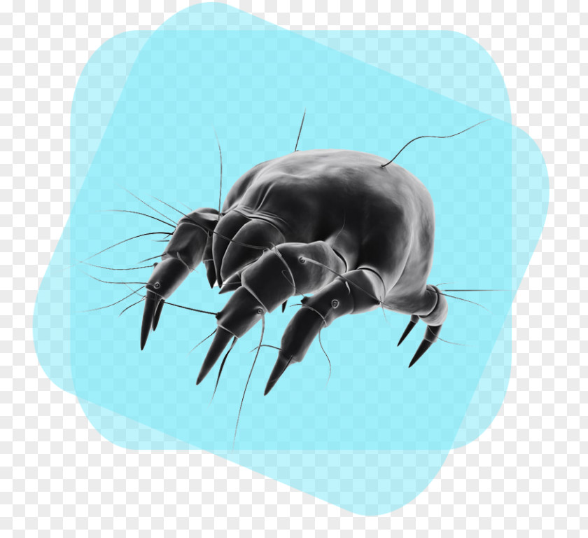 House Dust Mites Bed Bug Cleaning PNG