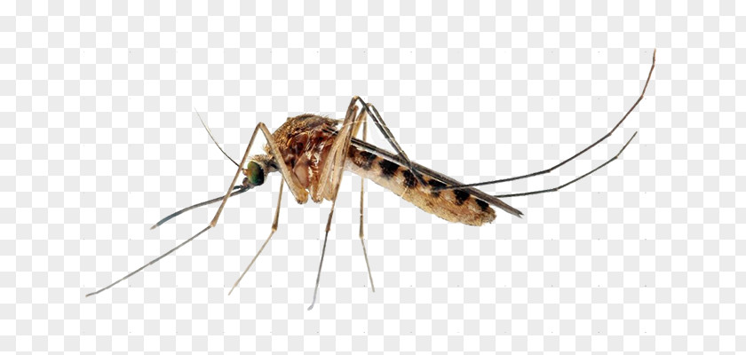 Insect Culex Quinquefasciatus Aedes Albopictus Yellow Fever Mosquito Control PNG