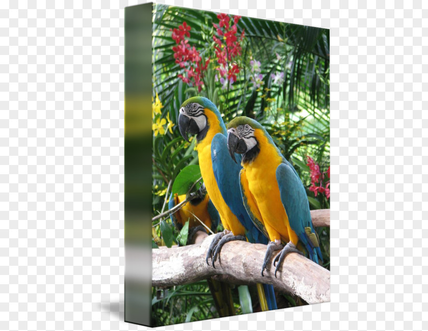 Kind Shooting Macaw Parrot Bird Gallery Wrap Beak PNG