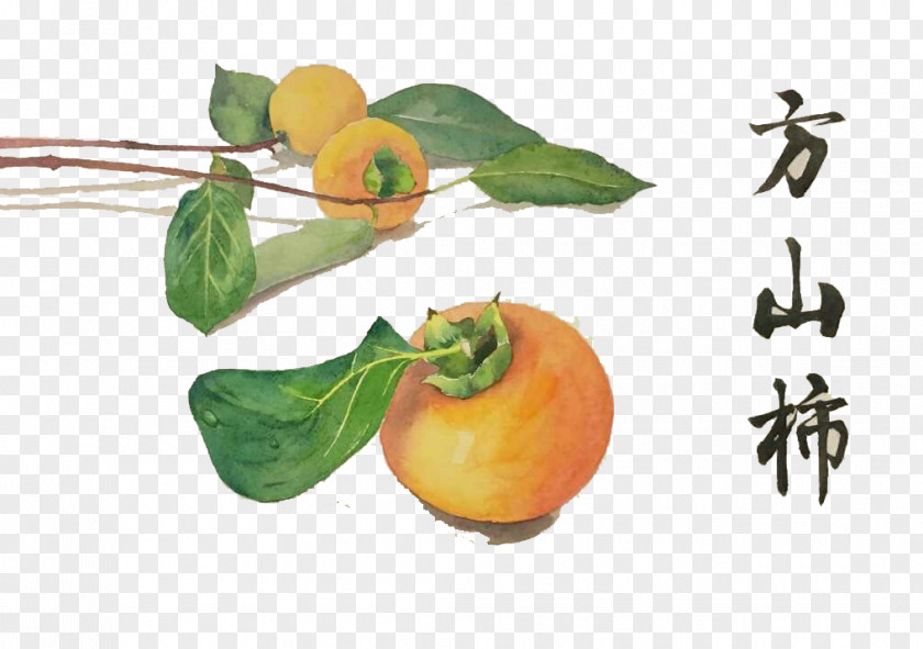 Persimmon Hill To Pull Creative Hand-painted Free Clementine Japanese Food Watercolor Painting PNG