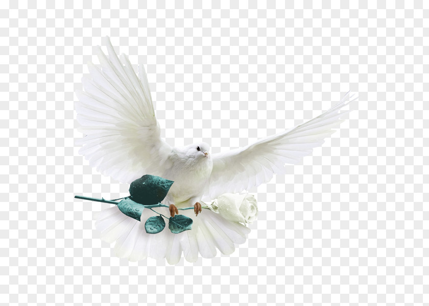 Pigeon Rock Dove Columbidae White-headed Die Silberne Taube Garden Roses PNG