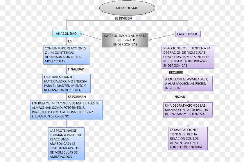 Map Metabolism Mind Metabolic Pathway Concept PNG