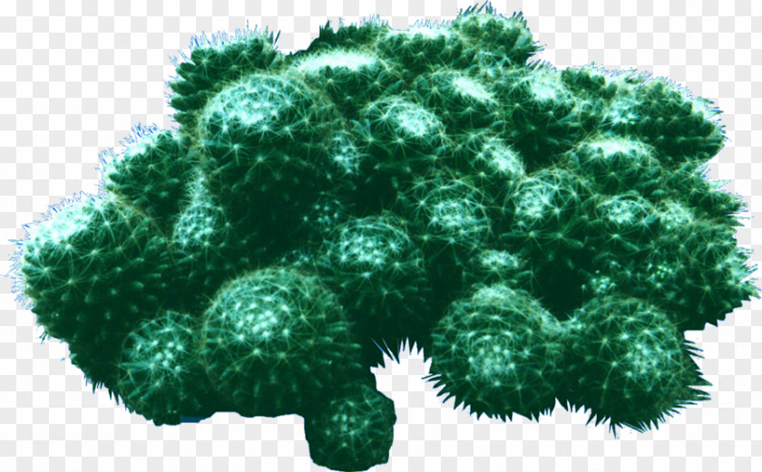 Prickly Pear Dracaena Cinnabari Plant Xerophyte Cactaceae PNG