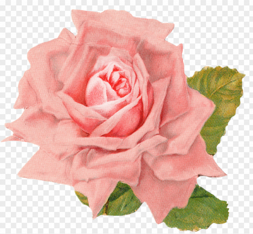 Rose Vintage Roses: Beautiful Varieties For Home And Garden Clip Art PNG