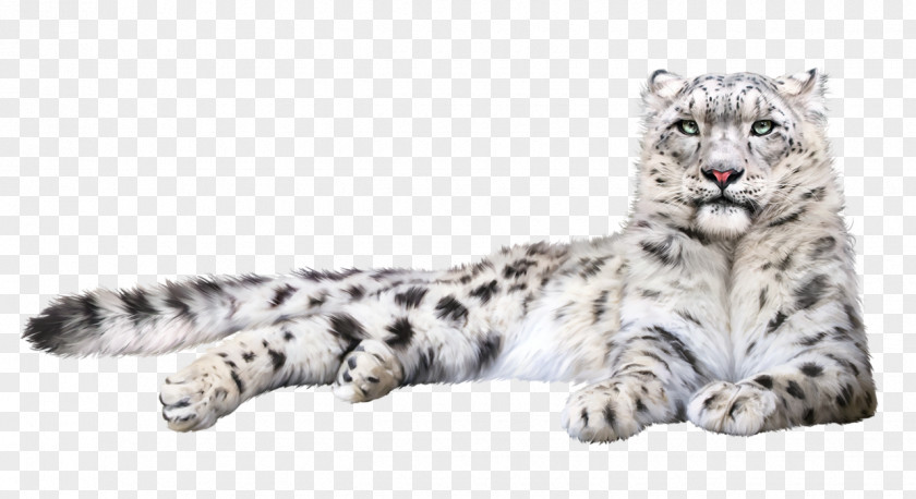 Leopard Snow Felidae Cat Whiskers PNG