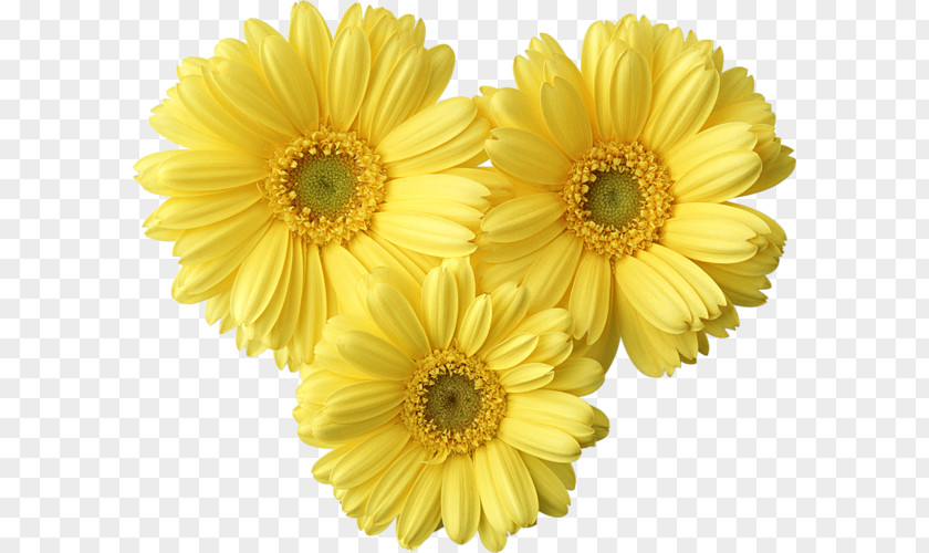 Yellow Chrysanthemum Flower Common Daisy Clip Art PNG