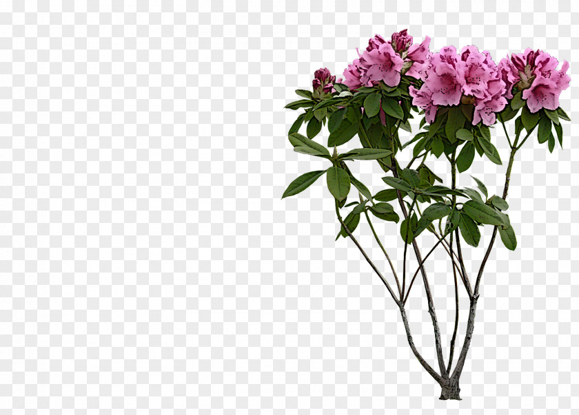 Flower Plant Cut Flowers Pink Azalea PNG