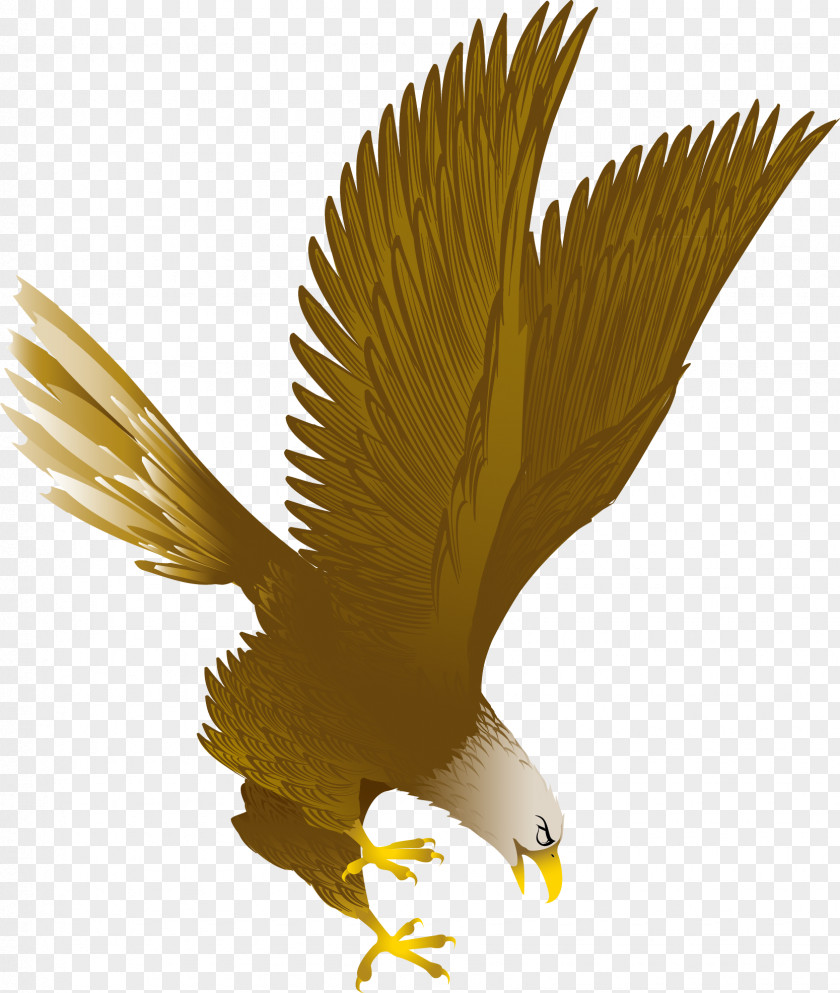 Flying Eagle Bald Clip Art PNG