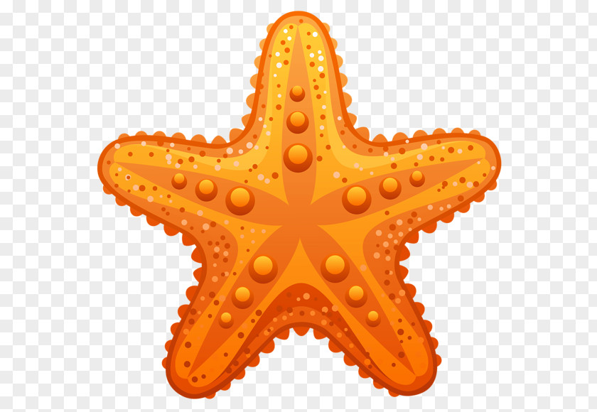 Starfish Clip Art PNG