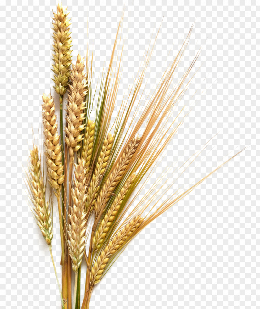 Barley Transparent Background Beer Stout Common Wheat Cereal Clip Art PNG