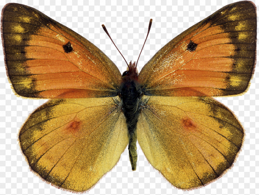 Butterfly Clouded Yellows Moth Brush-footed Butterflies Gossamer-winged PNG