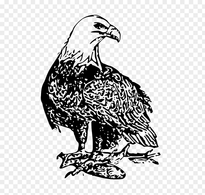 Cartoon Bald Eagle Drawing Clip Art PNG