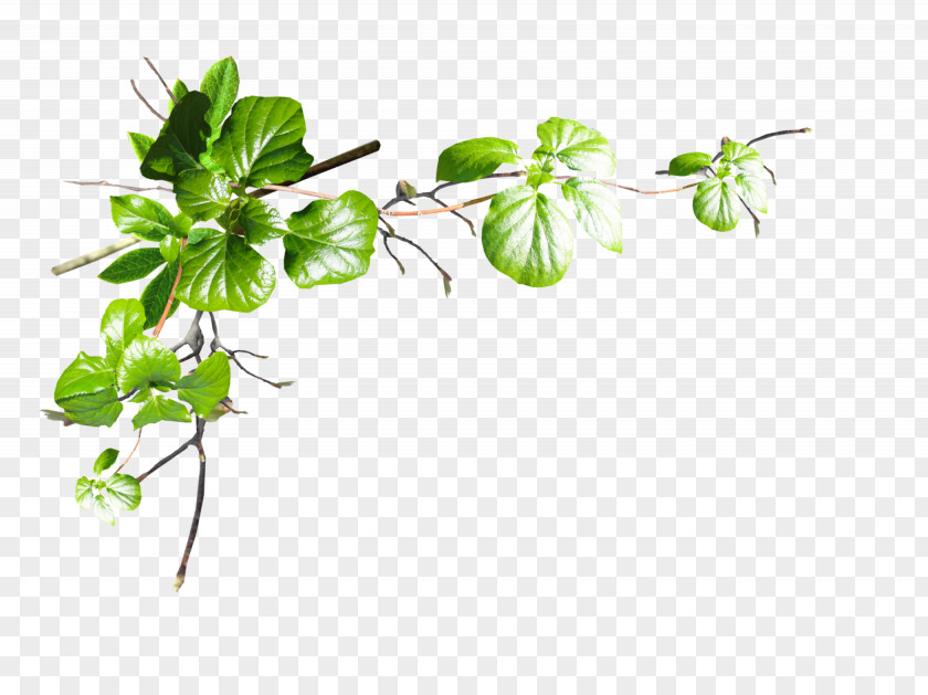 Parsley Leaf Tree Plant Stem Flower PNG
