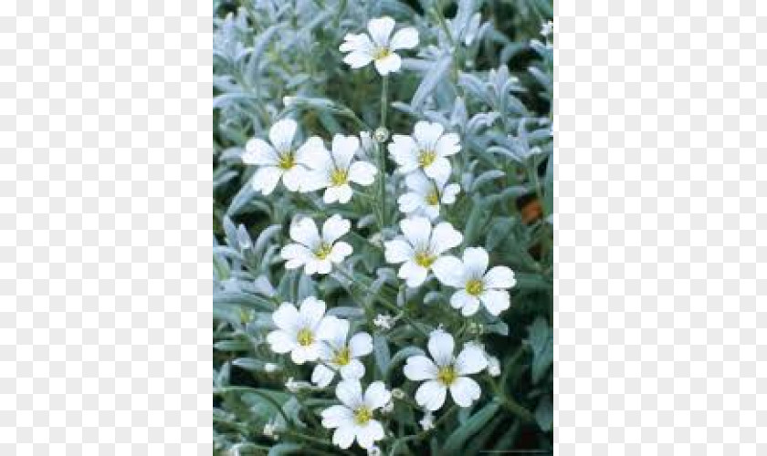 Flower Snow-in-summer Groundcover Perennial Plant Ceratostigma PNG