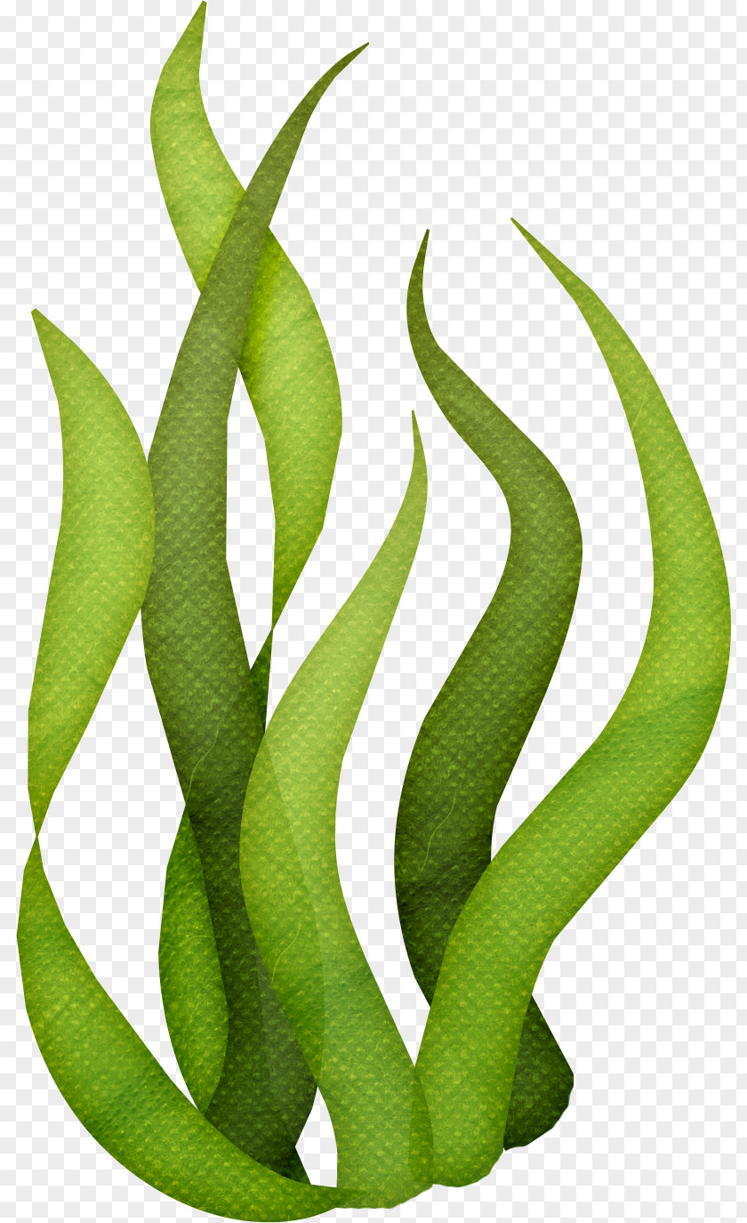 Ocean Seaweed Algae Clip Art PNG