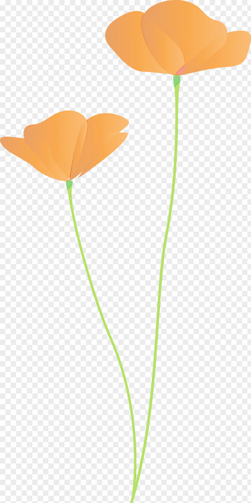 Orange PNG