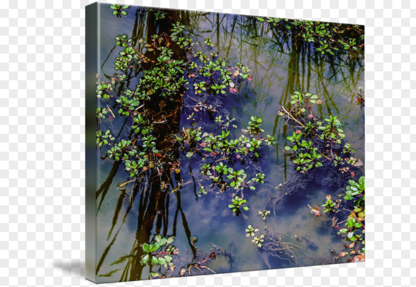 Painting Landscape Wetland Water Flower PNG