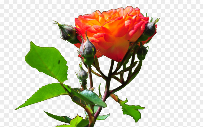 Rose Garden Roses Cabbage Floribunda Bud Cut Flowers PNG