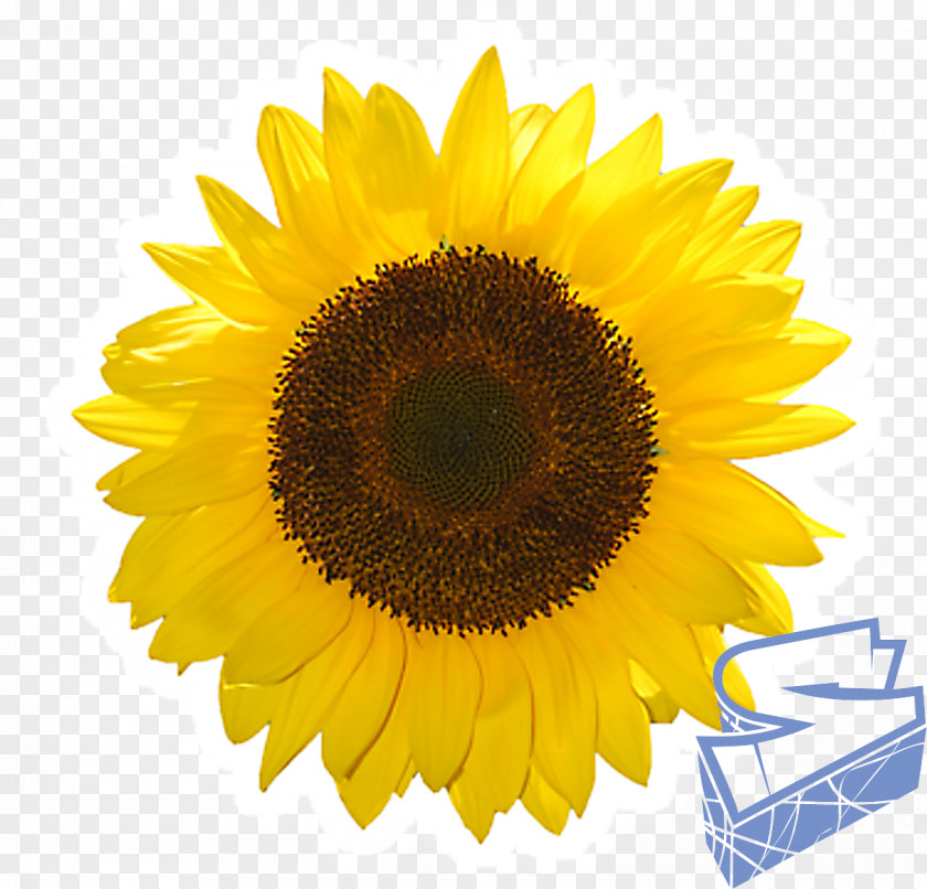 Sunflower Oil Common IPad Mini 4 Clip Art PNG