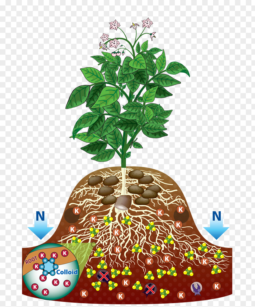 The Root Of Plant Flowerpot Houseplant Branching PNG