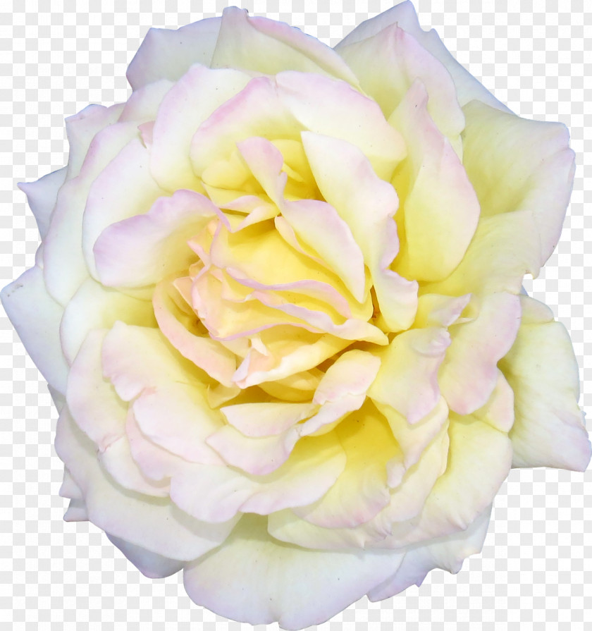 White Roses Flower Centifolia Garden Clip Art PNG