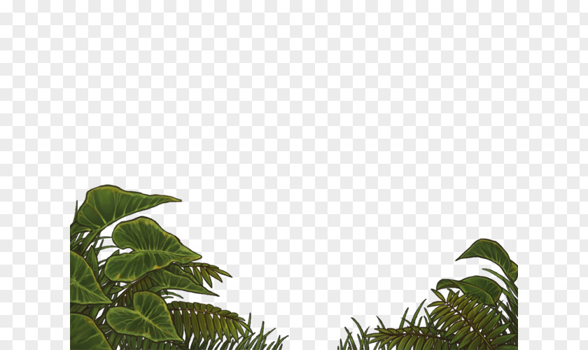 Young Leaves Vegetation Lawn Leaf Sky Plc Branching PNG