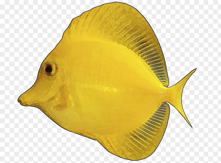 Aquarium Fish Yellow Tang Tropical Clip Art PNG