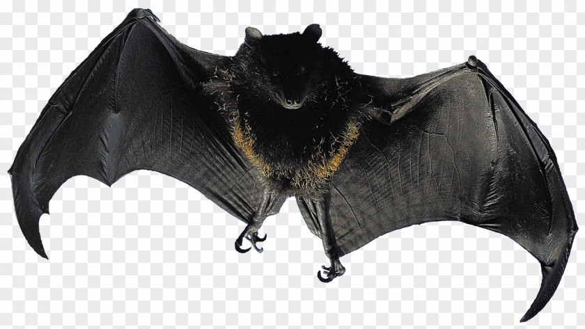 Bat Flight Animal Bird Mammal PNG