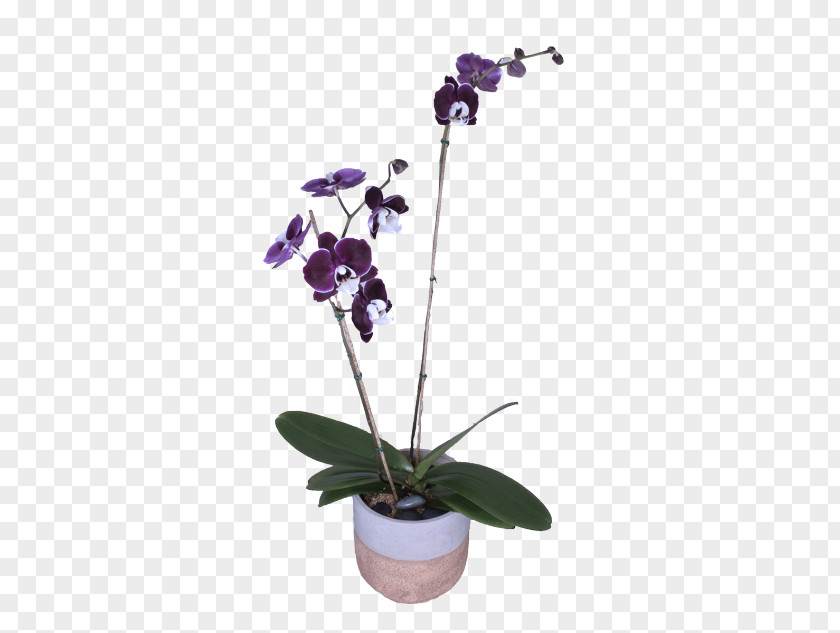 Flower Plant Violet Moth Orchid PNG