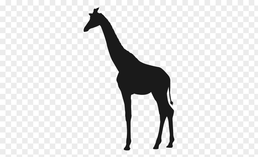 Giraffe Vector Clip Art PNG