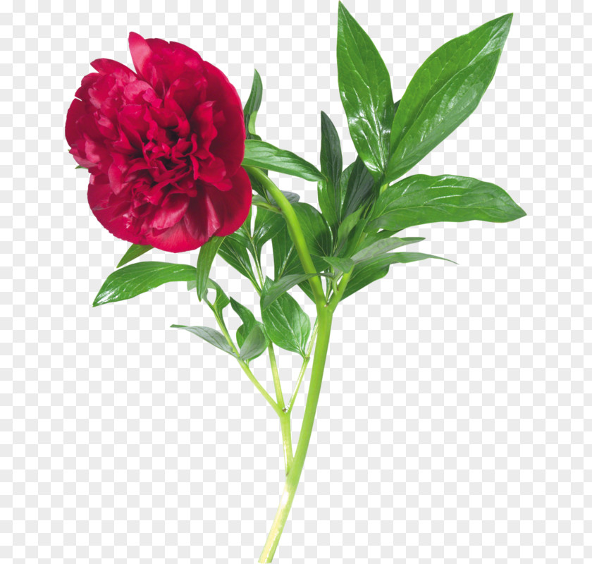 Peony Clip Art PNG