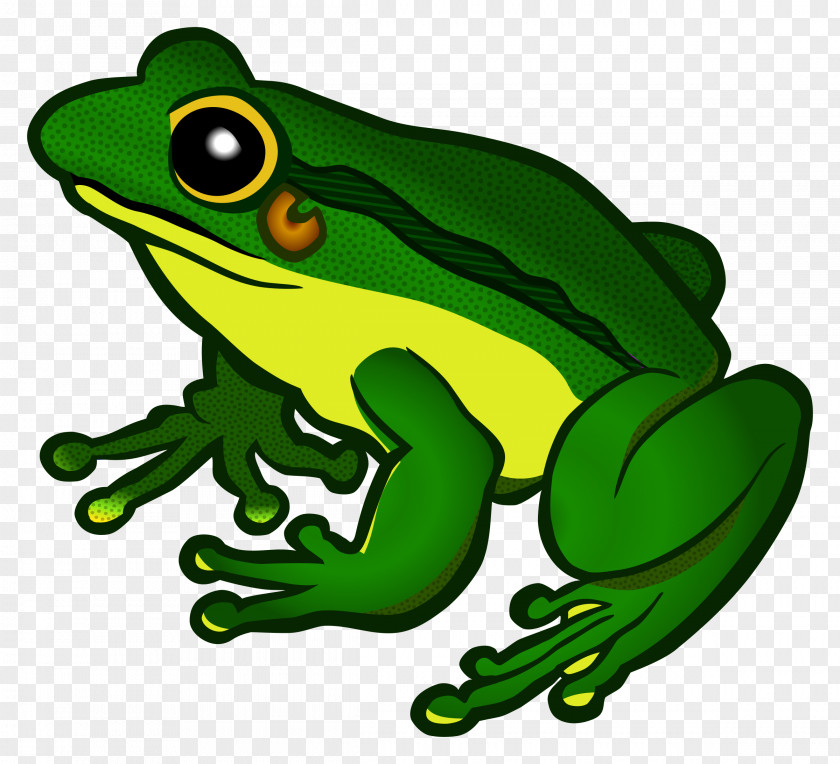 Frog Transparent Background Clip Art PNG
