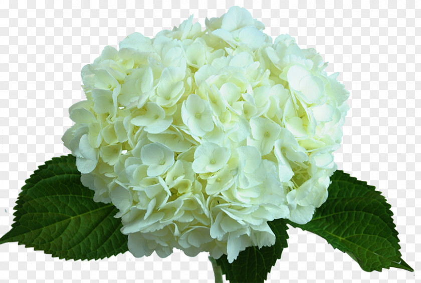 Peach Flower Hydrangea White Green Floristry PNG