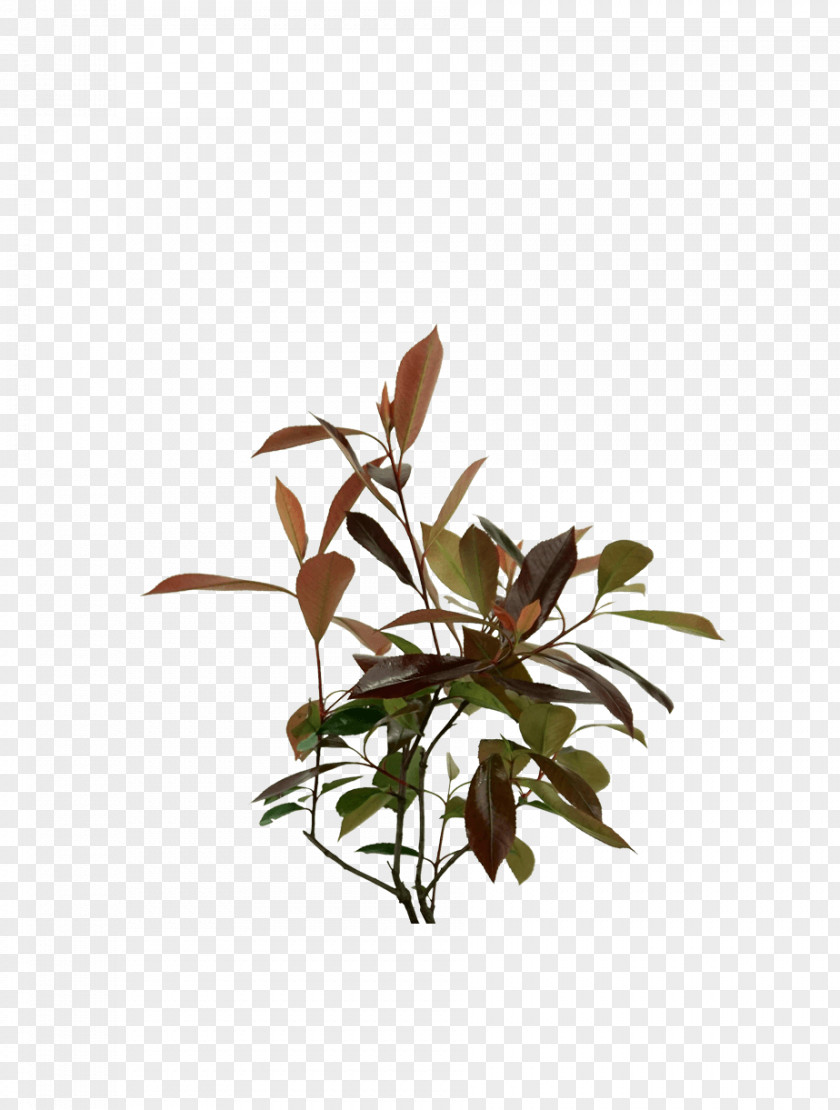 Photinia Stamp Plants Kochtopf Twig Flowerpot Plant Stem PNG