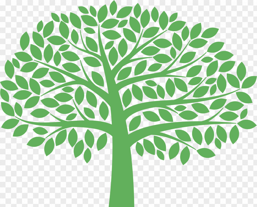 Plant Stem Woody Green Leaf Tree PNG