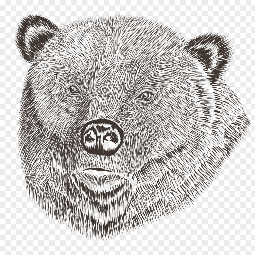 Vector Hand-painted Bear Euclidean Drawing Illustration PNG