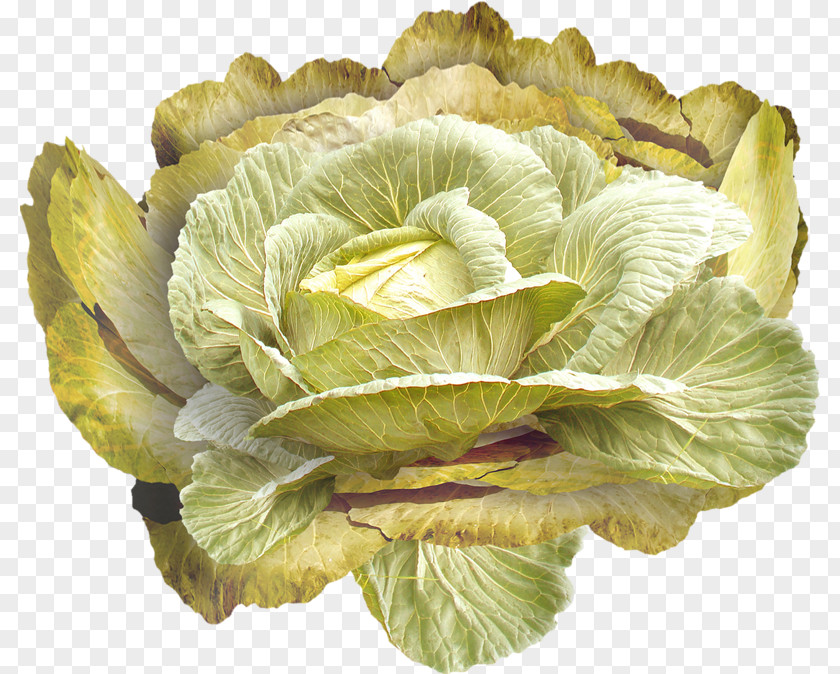 Yellow Cabbage Romaine Lettuce Vegetable PNG