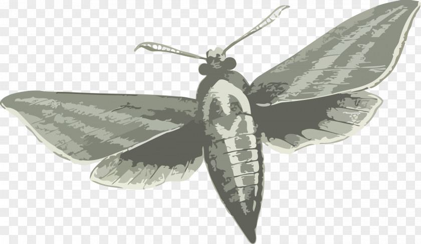 Bug Butterfly Insect Moth Drawing Deilephila Elpenor PNG