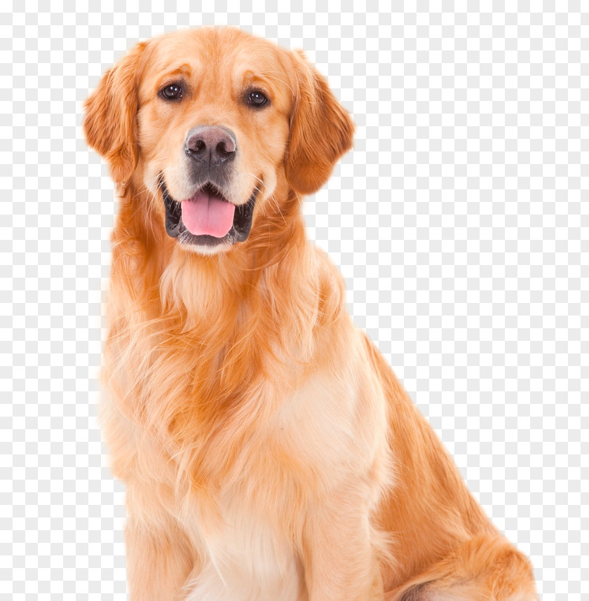 Dog Golden Retriever Companion Sporting Group PNG